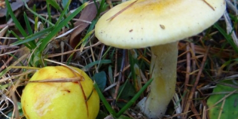 Hygrofor ariš: da li je moguće jesti, opis i fotografija